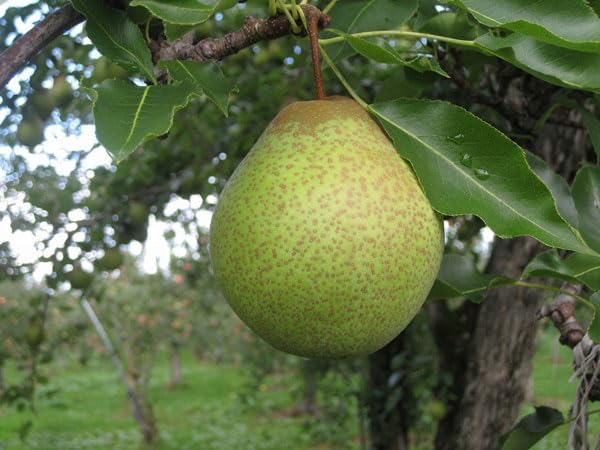 北海道四季工房 北海道増毛産 千両梨