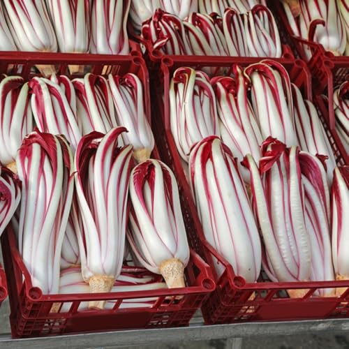 Chicoree, RadicchioSamen, seltene Cichorium intybus wintergemüse winterharte für garten gemüsesamen 350Samen