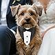 Hund Smoking Bandana Halsband Hochzeit Fliege für Hunde Fliege Verstellbar für Krawatte Haustiere Formelle Halsketten Hund Welpe Kätzchen Hochzeit Geburtstag Schwarz Weiss
