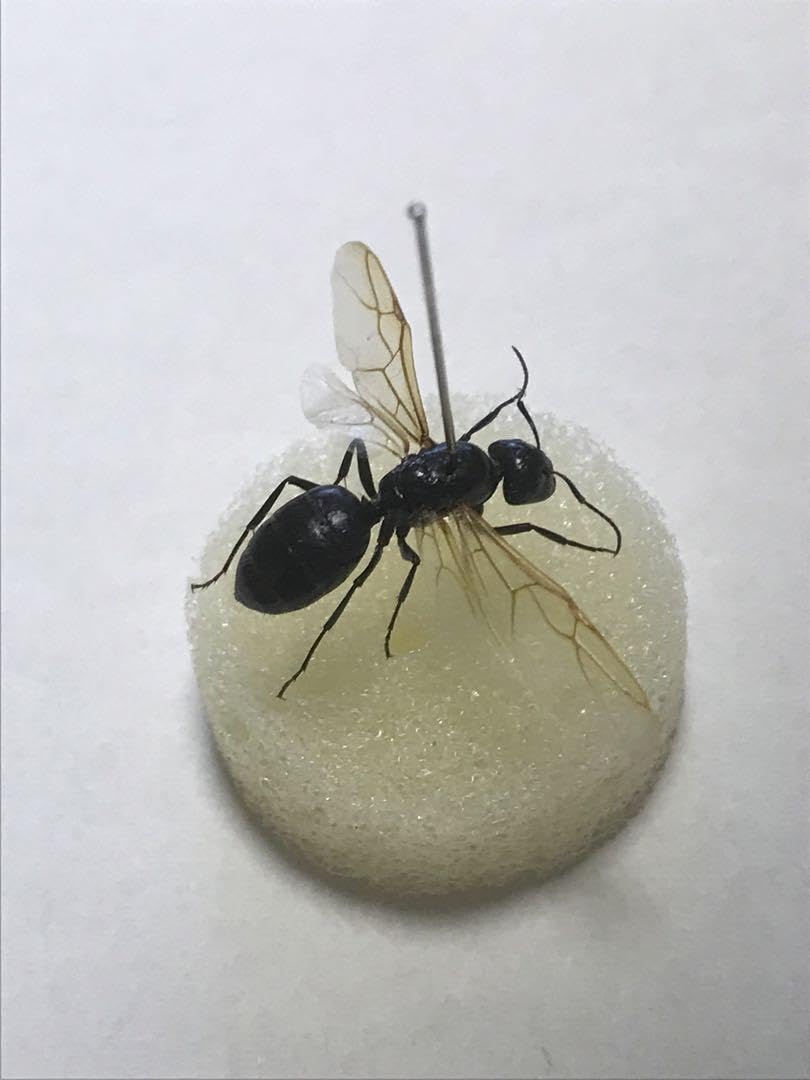Amazon.co.jp: オオクロアリ 女王 美標本 : おもちゃ