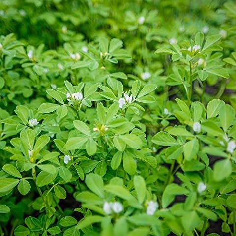 Outsidepride Fenugreek Herb Garden Plant - 1000 Seeds Cover