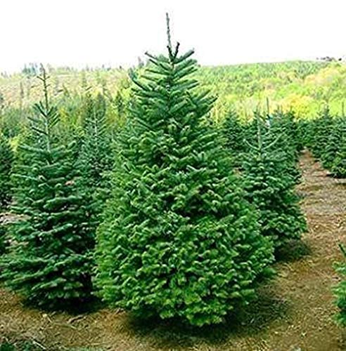 100 Seeds Balsam Fir Tree Seeds Christmas Decoration Trees Abies Balsamea Evergreen Fast