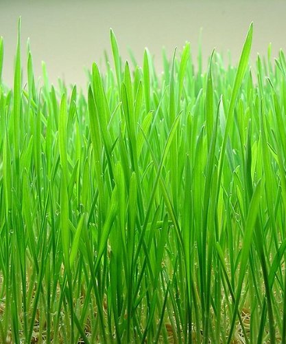 500 CAT Grass Wheat Grass PET Grass Wheatgrass Catgrass Triticum Aestivum Seeds