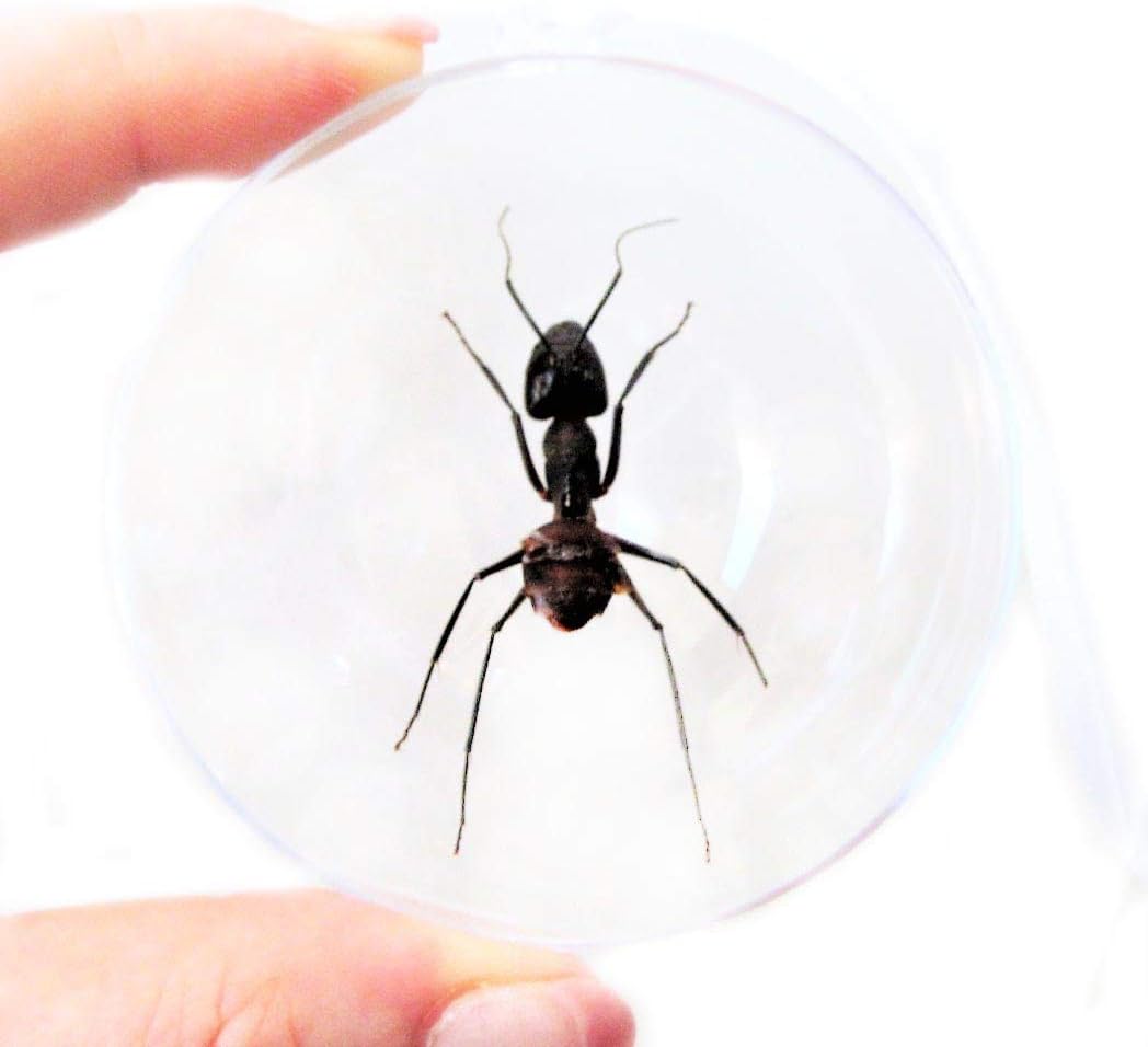BicBugs Camponotus gigas Bullet ant Christmas Ornament Malaysia