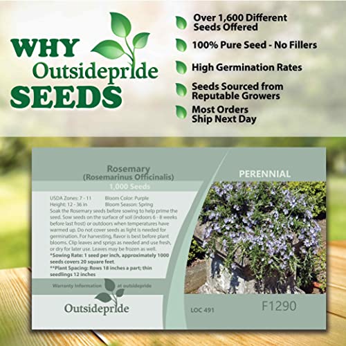 Outsidepride Perennial Rosemary Ground Cover & Herb Garden Plant For Hot, Dry Conditions - 1000 Seeds #TOP4