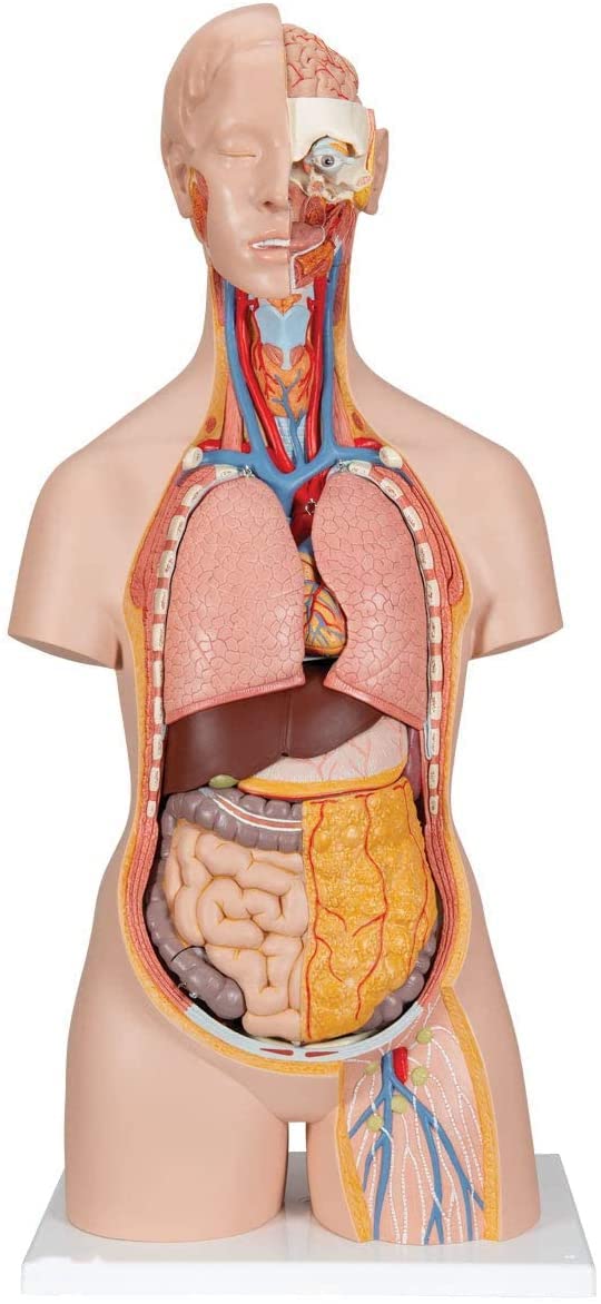 Modèle Anatomique De Torse Humain 85 Cm, Corps Anatomique, 40 Organes, sous-Ensembles