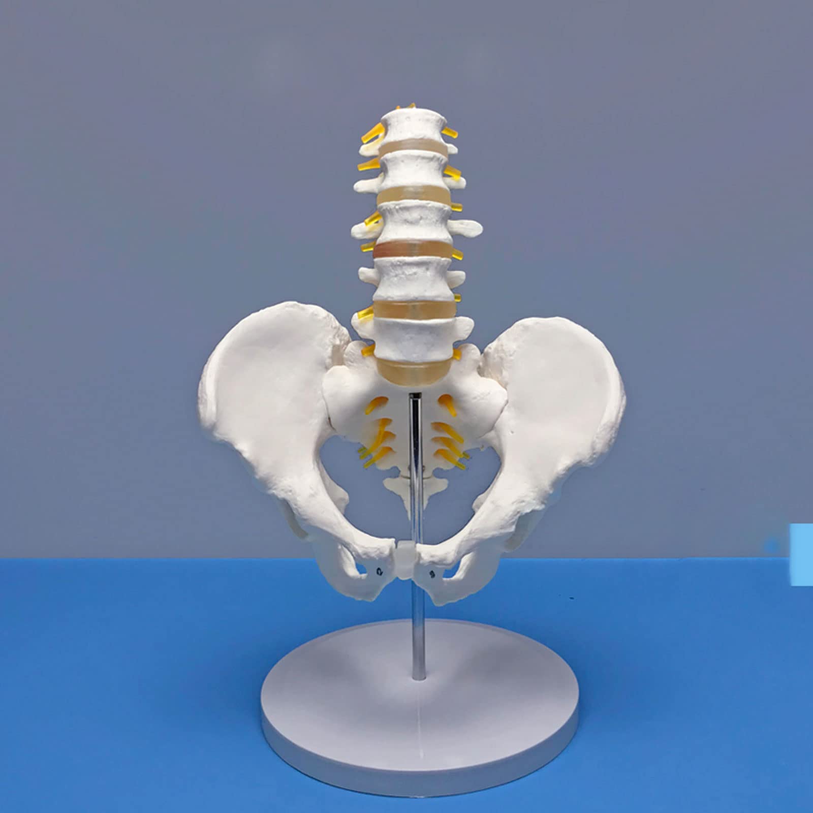 Modèle Squelettique De La Colonne Lombaire, Modèle De Vertèbres Lombaires À Cinq Sections De La Ceinture Pelvienne Matériau En PVC Anatomie Humaine Squelette Modèles Médicaux Matériel Éducatif