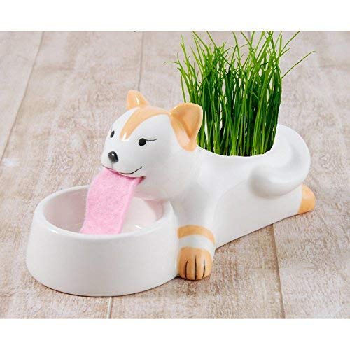 Radis et Capucine - Lucky le chien - Kit Hydroponique