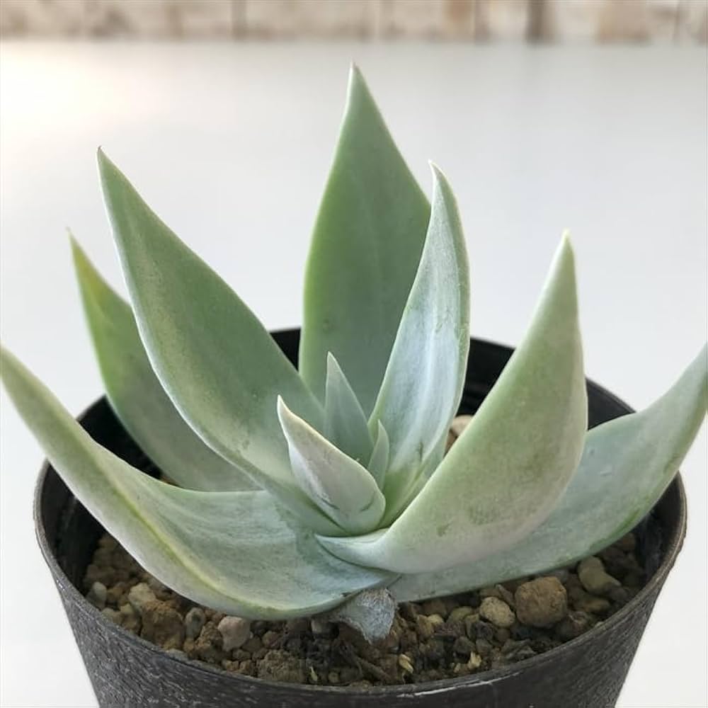 Amazon｜多肉植物 caダドレア 仙女盃 多肉植物 ダドレア ブリトニー