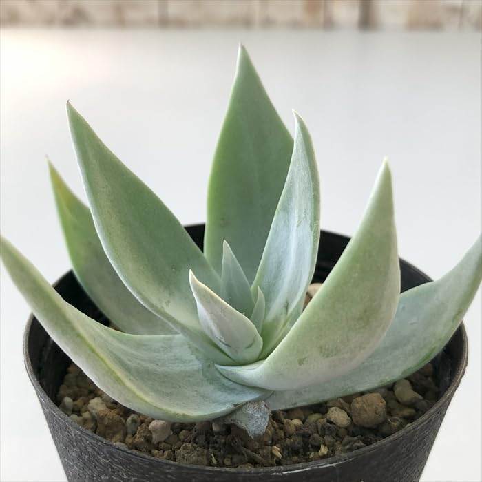 Amazon｜多肉植物 caダドレア 仙女盃 多肉植物 ダドレア ブリトニー