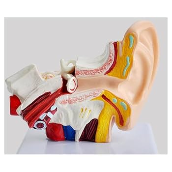 耳　医療用模型 Amazon.co.jp: 耳 模型 耳構造 耳模型 人体模型 耳モデル 耳