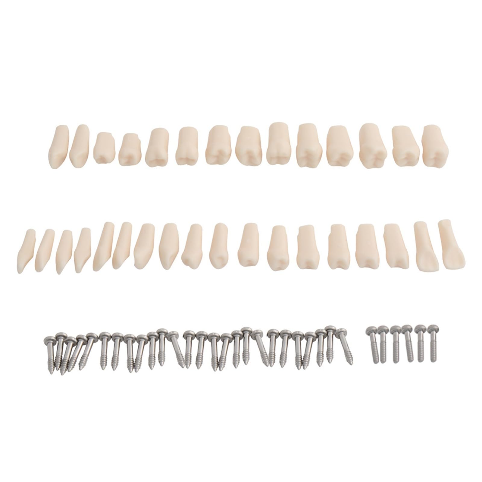 Modello Typodont Dentale con 32 Denti Rimovibili per Insegnamento e Pratica, 200 Tipi Ideale per Studio Odontoiatrico e Dimostrazione