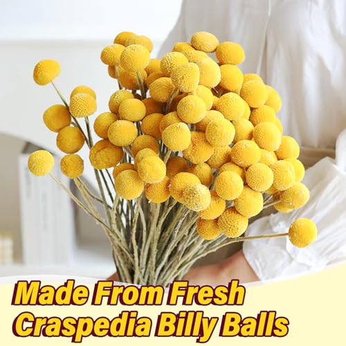 40 flores secas naturales Craspedia Billy Balls miniatura 4