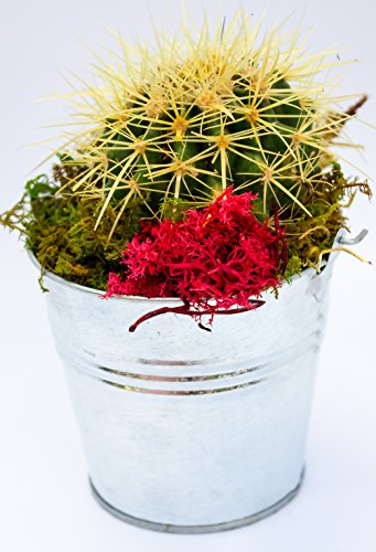 Fat Plants San Diego Barrel Cactus In A Tin Can (4 Inch) #TOP2