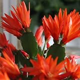 Orange Easter Cactus Flowering Plants, Spring Easter Cactus, Live Indoor Houseplant, 4 to 6 Inches
