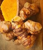 (2) Fresh Tumeric Root Starts to Grow Your Own Healthy Roots, Great For Easing Joints and Muscles