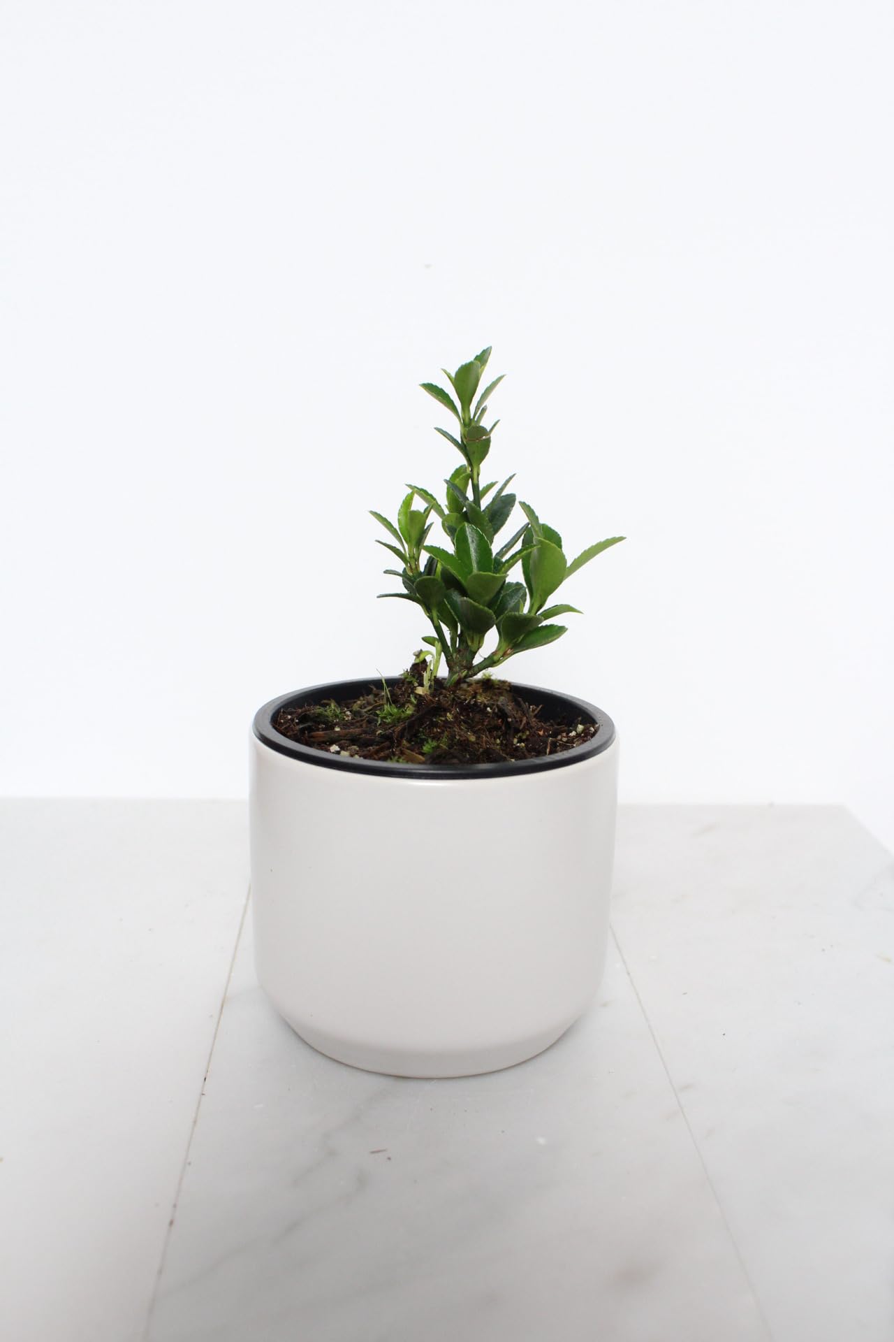 Amazon.com : Live Bonsai Tree Boxleaf Euonymus Plant, Japanese Spindle  Tree, Indoor Outdoor Dwarf Shrub (White Ceramic Pot) : Patio, Lawn & Garden
