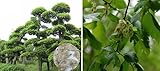 Seeds & Plants Shop by Ipsa