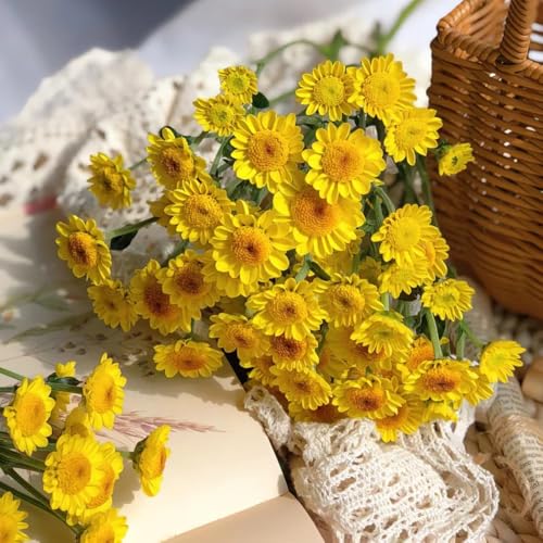 semi di margherita - decorazione da giardino per esterni, tappeto di margherita per resistenti da giardino roccioso resistenti, ombra 1500pcs