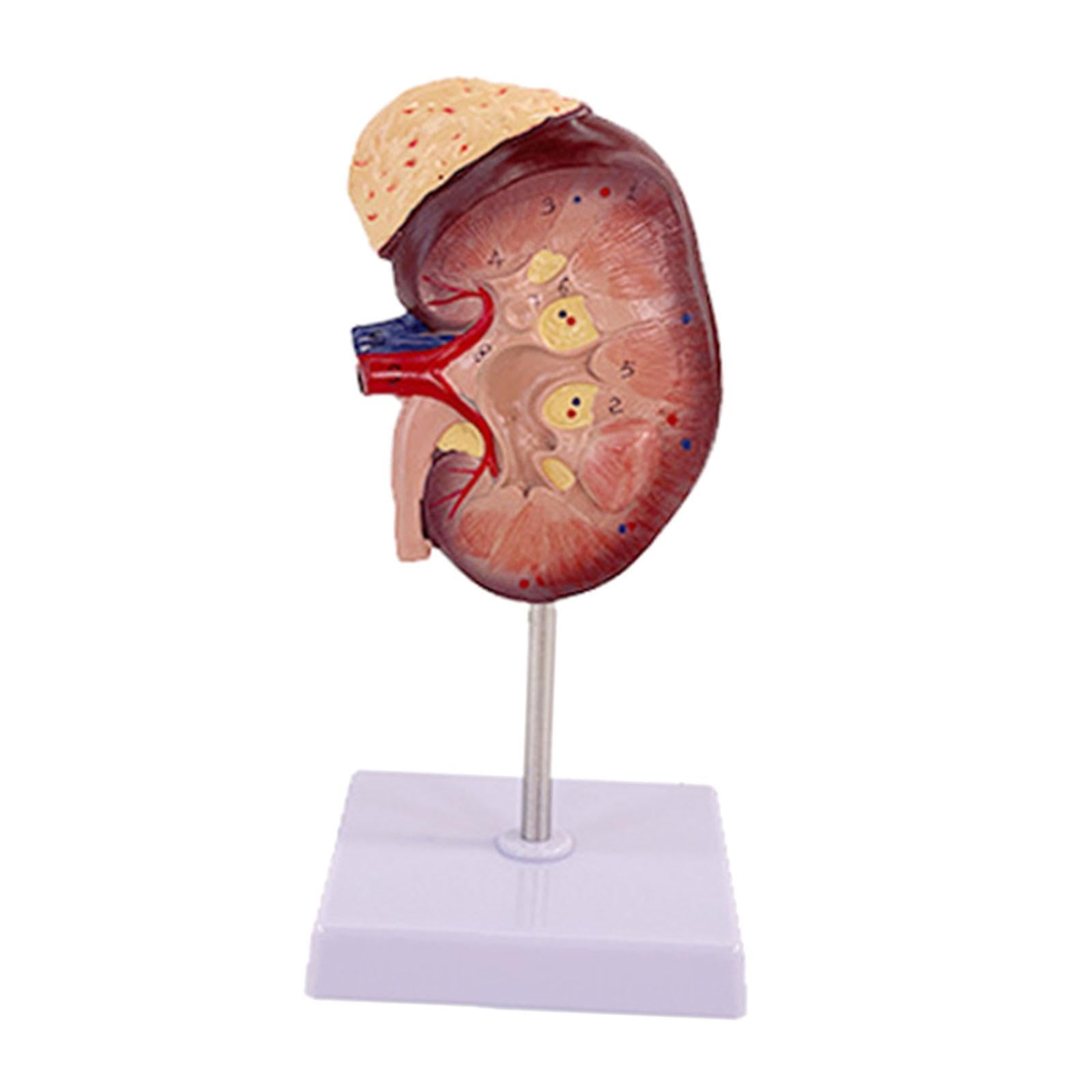 Sharplace Modello Didattico Umano con Base, Strumento di Insegnamento per Lo Studio Della Biologia, Accessorio per Le Lezioni.