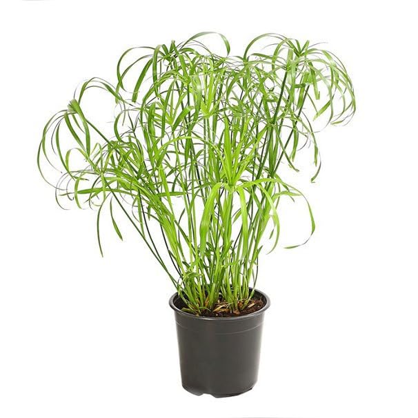 Planta del Papiro Natural Planta Acuática de Exterior Fácil de Cuidar
