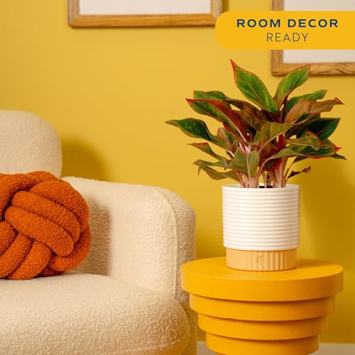 Image of Costa Farms Chinese Evergreen Live Plant in Decorative Pot, Easy to Maintain, Air Purifying Indoor Houseplant, Home, Room, or Office Decor, House Warming or Birthday Gift, 12-18 Inches Tall