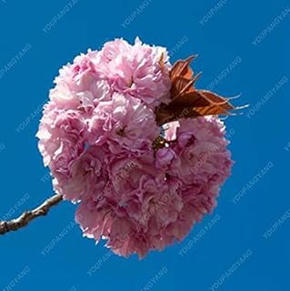 20 Seeds/Pack Japanese Sakura Decorative Cherry Tree Seeds Bonsai Seeds for Home & Garden Flower Cherry Blossom, Mix: Only Seeds