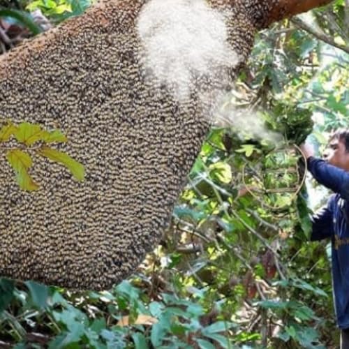 Image of Wild Forest Honey 500 Grams