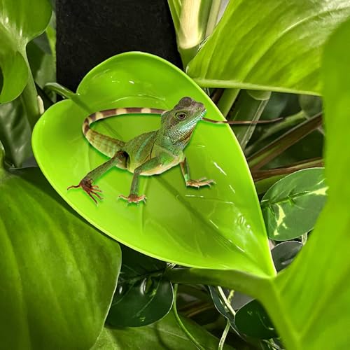 Image of 10Pcs Crested Gecko Tank Accessories, Leaf Shape Bearded Dragon Basking Platform with Suction Cups, Tree Frog Tank and Crested Gecko Accessories