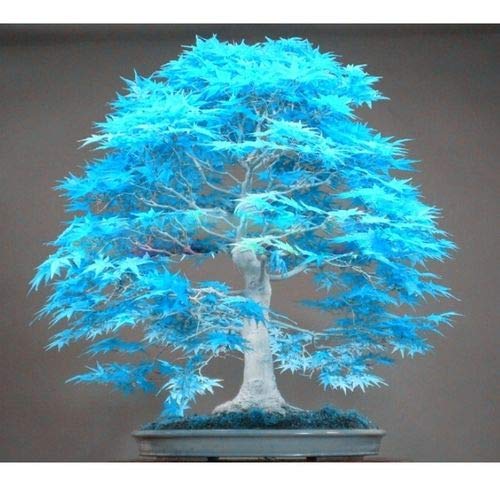 Maple Tree Palatum Bonsai Purple Blue Ghost Japanese Flower Seeds,50pcs Maple Tree Palatum Bonsai Purple Blue Ghost Japanese Flower Seeds,50pcs