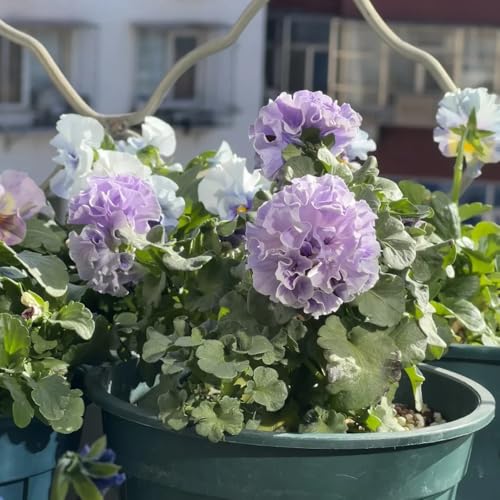 semillas violeta cornuda - Viola cornuta decoración exóticas balcón 250pcs