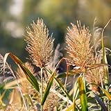 WASSERPFLANZEN WOLFF - Klärpflanze! - Phragmites australis 'Humilis' - Zwergschilf- wasserreinigend