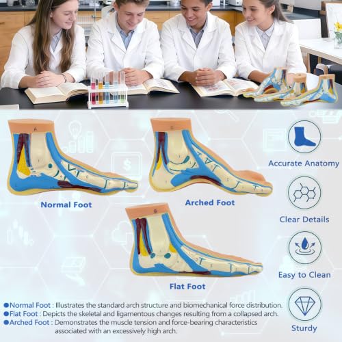 Image of Human Foot Anatomy Model with Numbered Structures, Life-Size Flat Foot for Education, Podiatry Study, and Patient Demonstration