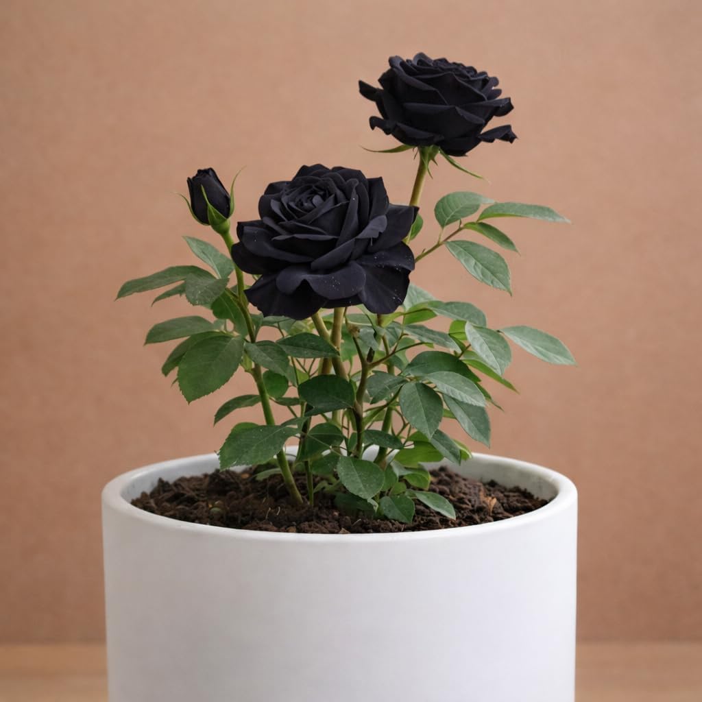 Glow Plant Rare Black Rose Live Plant | Beautiful Grafted Golap | Fragrant and Hardy Shrub | Beautiful Gulab | Grow at Your Backyard, Terrace and Balcony Garden 2