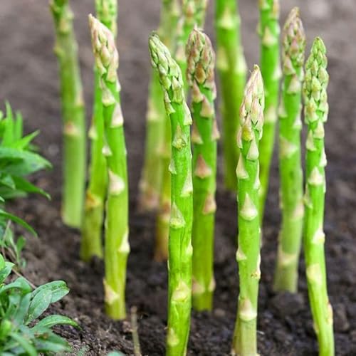 NYGardenia 50 Asparagus Seeds Heirloom Vegetable Hardy Perennial Spears for Garden Beds & Containers