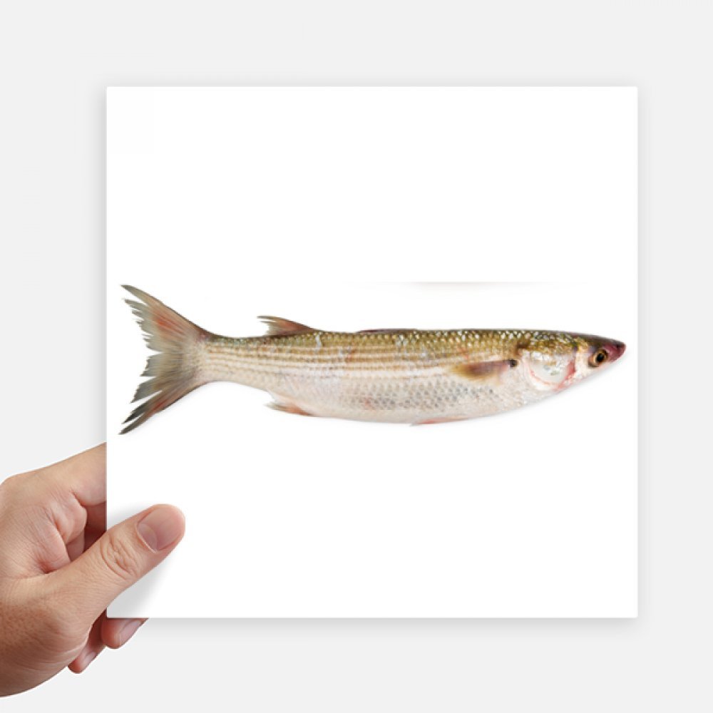 Autocollant carré poisson frais océan 20cm sticker multicolore mur et motobike