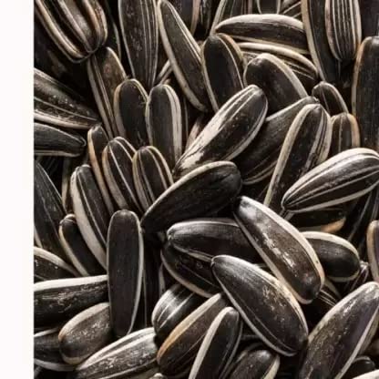 See full amazon price history chart for MASHKI Sunflower Seeds For Gardening at Home/Surajmukhee Ke Beej (PACK OF 2) Seed (40 g) MASHKI Sunflower Seeds For Gardening at Home/Surajmukhee Ke Beej (PACK OF 2) Seed (40 g) (B0B4B7P27L) Amazon Price History, Amazon Price Tracker