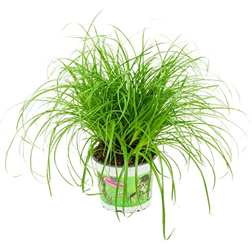 ZynesFlora Echtes Katzengras 1 Stück Cyperus Zumula Zyperngras - Ø 12 cm - Höhe: 25-30 cm - Essbares Pflanze für Katzen