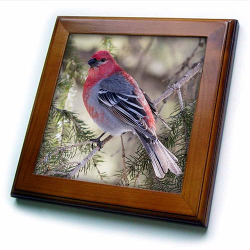 3dRose Pine Grosbeak Framed Tile, 6