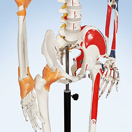 Image of 2026 New Human Skeleton Model, Medical Anatomical Life Size Skeleton Replica with Spinal Nerves, Muscle Insertion and Origin Points,Joint Ligaments,Includes Rolling Stand,for Doctors, Students