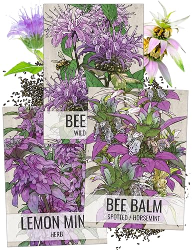 Seed Needs, Bee Balm Seed Packet Collection (3 Individual Varieties of Seed for Planting) Non-GMO & Untreated