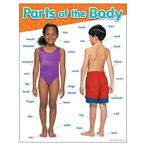 TREND Parts of the Body Learning Chart, Classroom Decor, 17 TREND Parts of the Body Learning Chart, Classroom Decor, 17