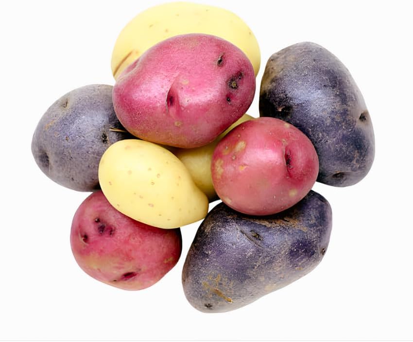 2 Mixed Color Potato Seeds for Planting, Red - Purple - Yukon Gold Potatoes, 2 Lbs, Non GMO, Great for Home Gardens, Container Growing, Fresh Cooking & Culinary Use