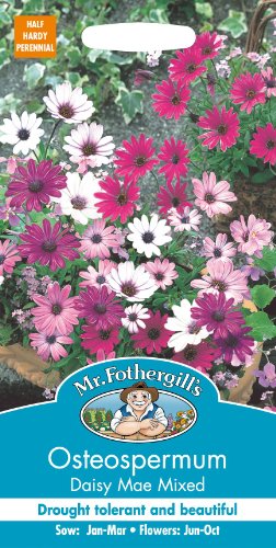 Mr Fothergills - Pictorial Packet - Flower - Osteospermum - Daisy Mae Mixed - 25 Seeds