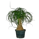 Nolina Recurvata Planta de Interior Ideal para un Toque Tropical y Natural