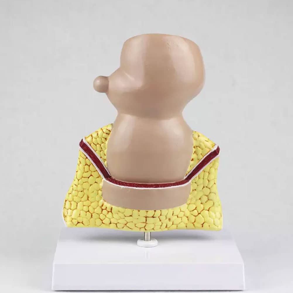 Model Odbytnicy Człowieka Odbytnicy Model Powiększenia Zmian Patologicznych Model Rozszerzenia Układu Trawienia Anatomia-Modele Medyczne Materiały Edukacyjne