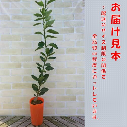 Amazon.co.jp: 果樹苗 柑橘 オレンジ 苗木 ブラッドオレンジ 1年生挿木