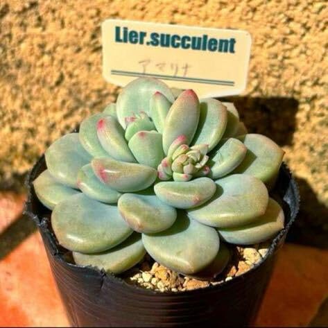 Amazon.co.jp: 多肉植物 リエール苗 アマリナ 大苗 札なしち