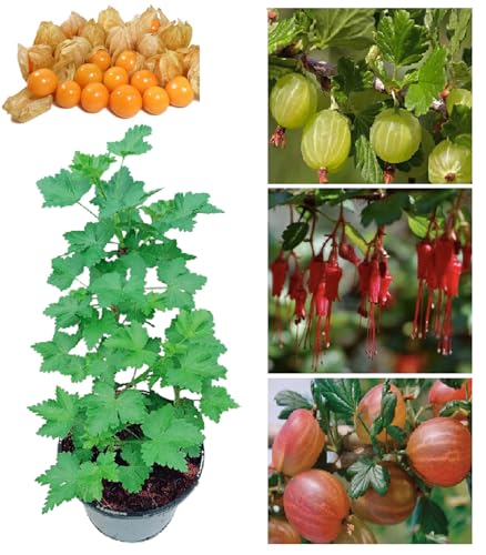 Gooseberry Hinnonmaki Fruit Tree, Height: 30-50cm (Approx) Tall,Healthy UK Grown Plant