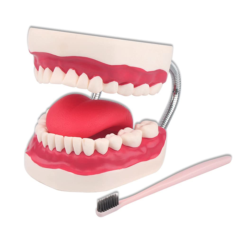 Modèles de dents anatomiques AMITD x6 grand format pour l'apprentissage du brossage